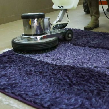 Expert mould removal service for rugs